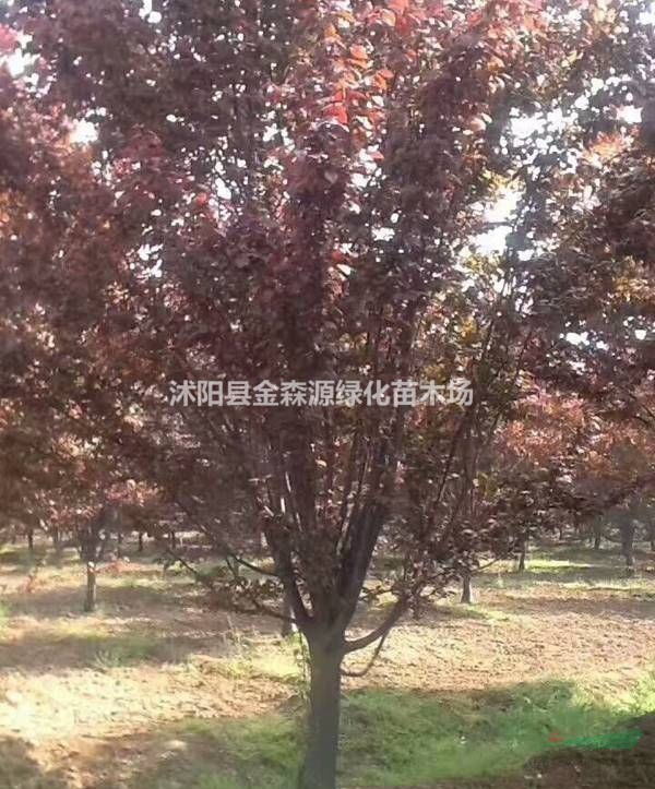 紫葉矮櫻產(chǎn)地 紫葉矮櫻小苗價格表 紫葉矮櫻圖片