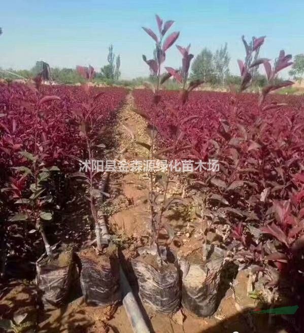 紫葉矮櫻產(chǎn)地 紫葉矮櫻小苗價格表 紫葉矮櫻圖片