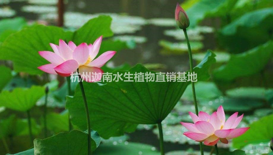 荷花睡蓮