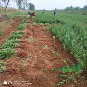 鈣果苗價格==鈣果苗多少錢一棵?1年鈣果苗種植基地