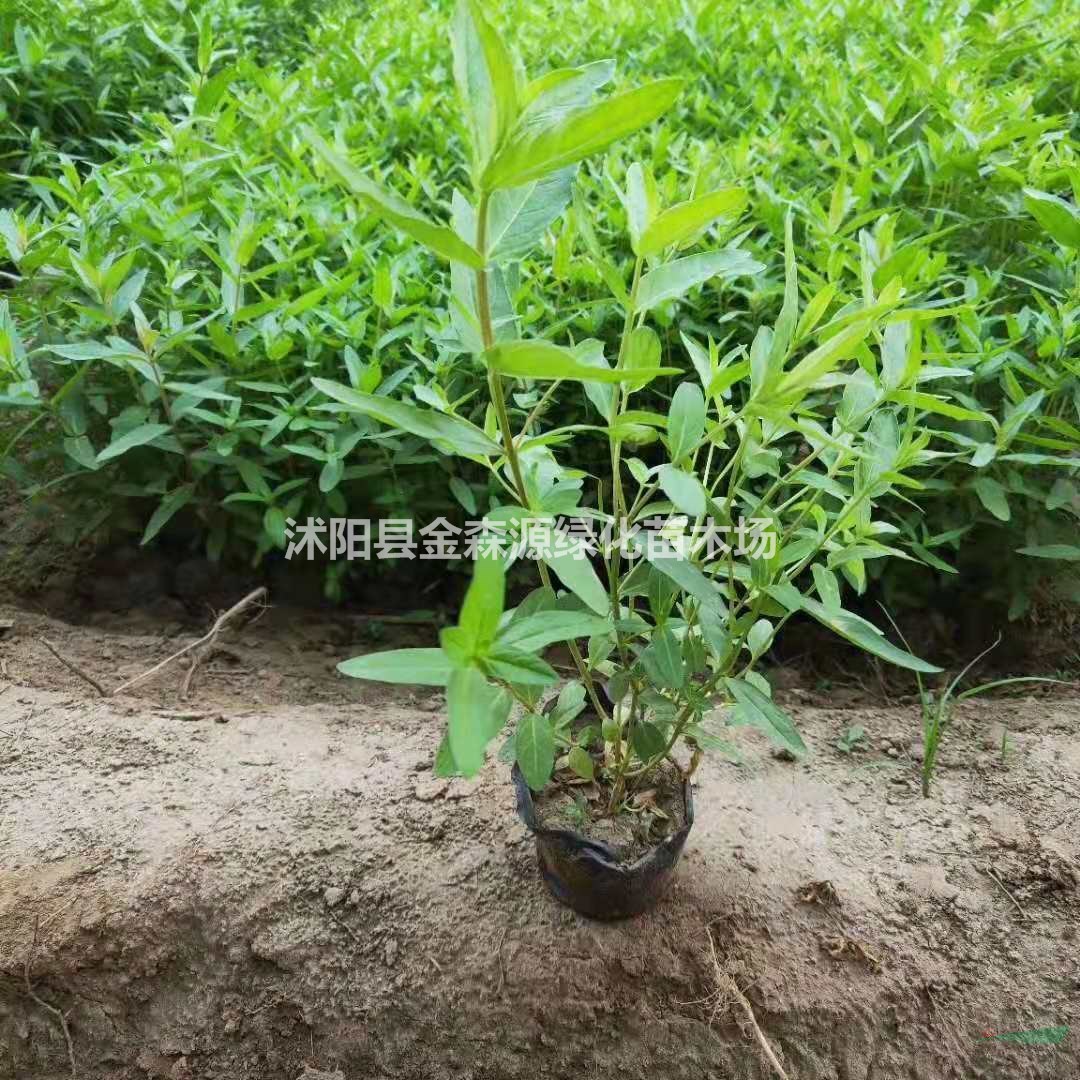 千屈菜產(chǎn)地 千屈菜圖片 千屈菜價(jià)格