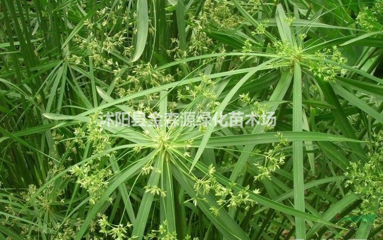 旱傘草產(chǎn)地 旱傘草圖片 旱傘草價格