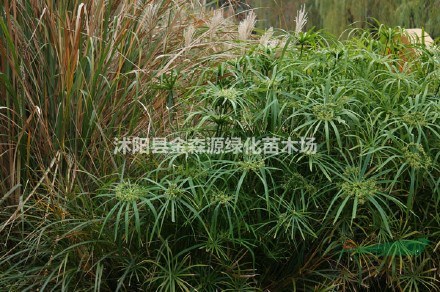 旱傘草產(chǎn)地 旱傘草圖片 旱傘草價格