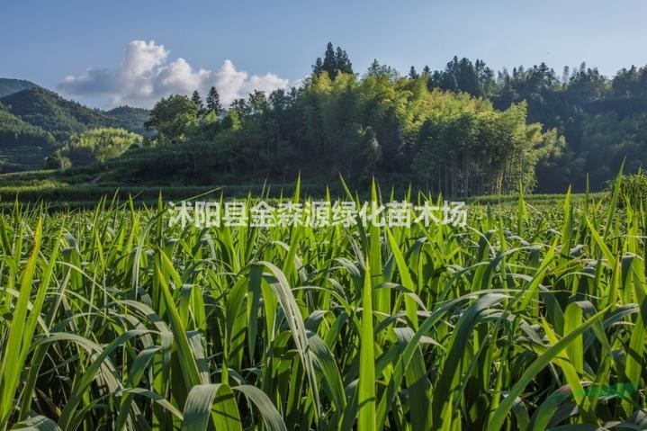 野茭白產(chǎn)地 野茭白圖片 野茭白價格