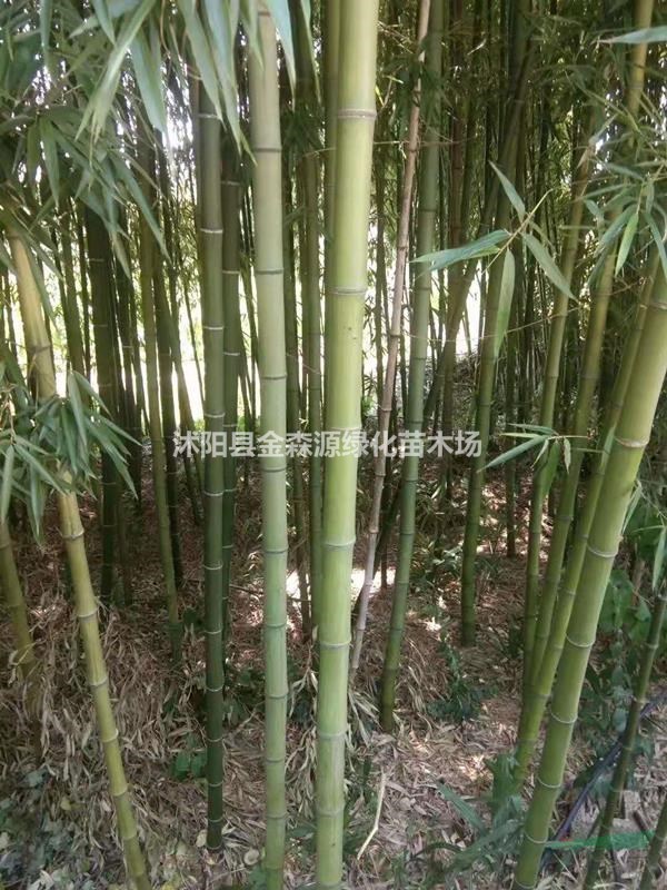 青竹產(chǎn)地 青竹圖片 青竹價(jià)格