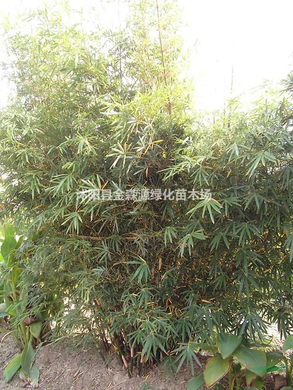 慈孝竹產(chǎn)地 慈孝竹圖片 慈孝竹價(jià)格