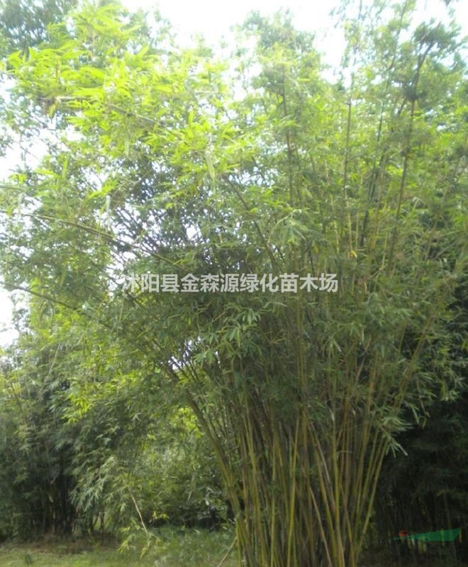 慈孝竹產(chǎn)地 慈孝竹圖片 慈孝竹價(jià)格