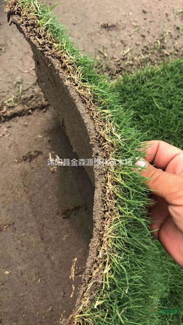 供應(yīng)果嶺草草坪 果嶺草草坪圖片 果嶺草草坪價(jià)格