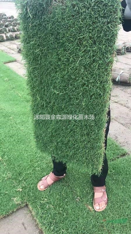 供應(yīng)果嶺草草坪 果嶺草草坪圖片 果嶺草草坪價(jià)格