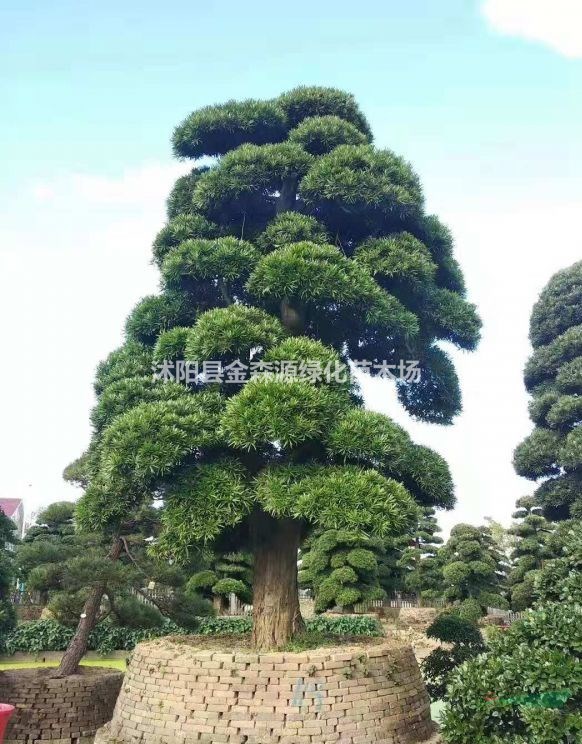 造型羅漢松產(chǎn)地 造型羅漢松圖片 造型羅漢松價(jià)格