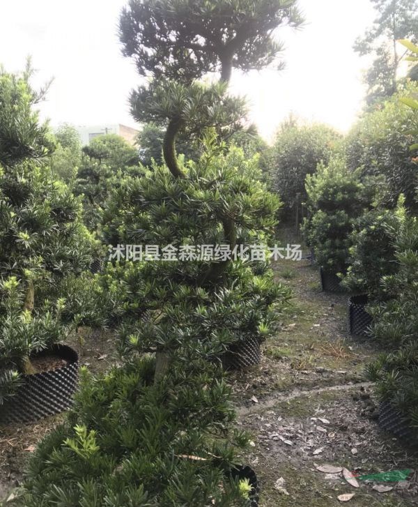 造型羅漢松產(chǎn)地 造型羅漢松圖片 造型羅漢松價(jià)格