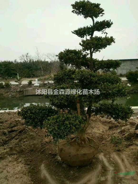 供應(yīng)造型黃楊 造型黃楊圖片 造型黃楊價(jià)格
