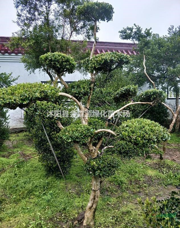 供應(yīng)造型黃楊 造型黃楊圖片 造型黃楊價(jià)格