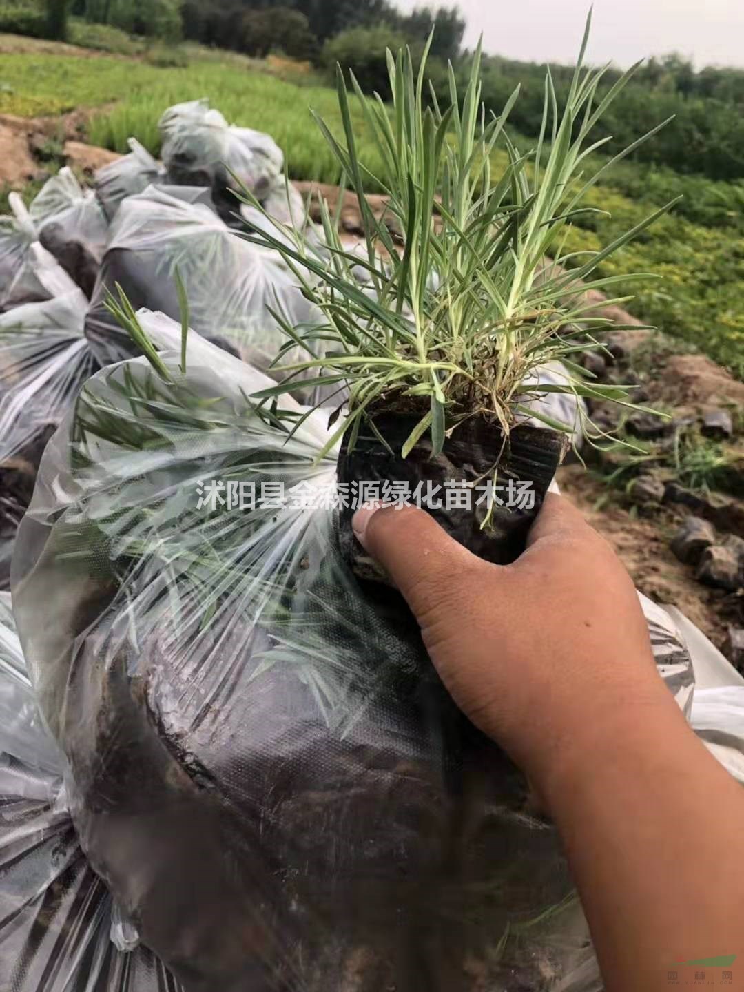 供應(yīng)常夏石竹 地被石竹價格表 常夏石竹圖片 地被石竹產(chǎn)地