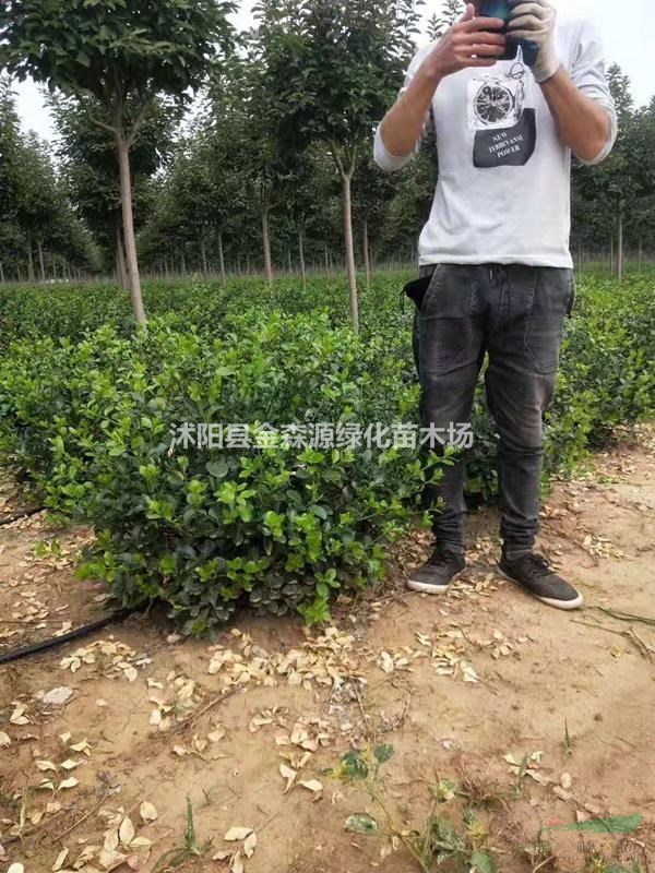 供應(yīng)扶芳藤 小葉扶芳藤 大葉扶芳藤價(jià)格表 小葉扶芳藤圖片