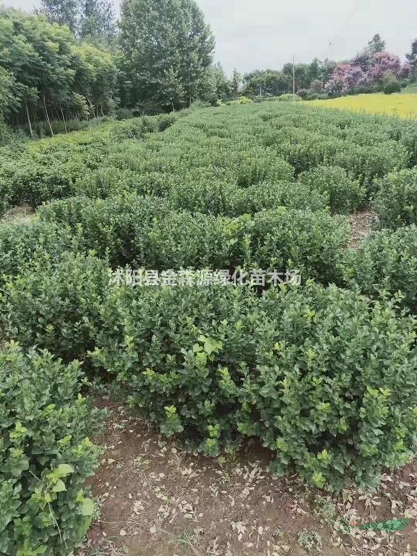 供應(yīng)扶芳藤 小葉扶芳藤 大葉扶芳藤價(jià)格表 小葉扶芳藤圖片
