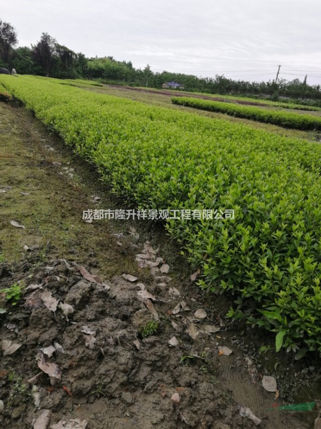 四川成都供應(yīng)春娟 夏娟 杜鵑 西洋娟春娟球 杜鵑球