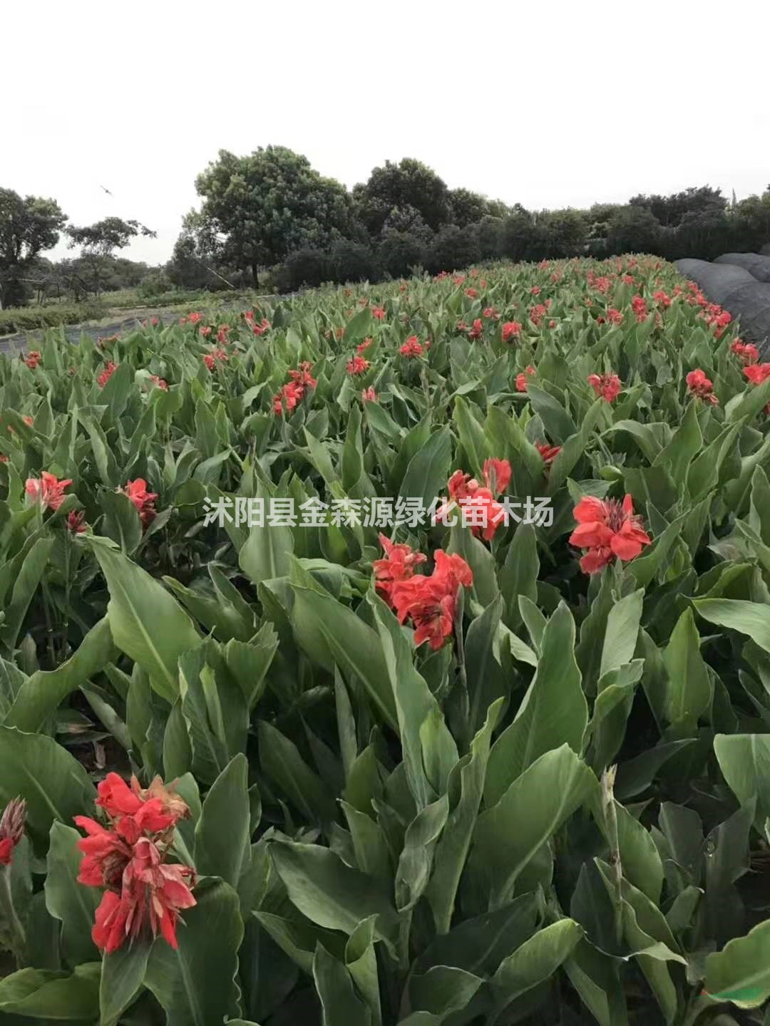 供應(yīng)紫葉美人蕉 花葉美人蕉 大花美人蕉圖片價(jià)格