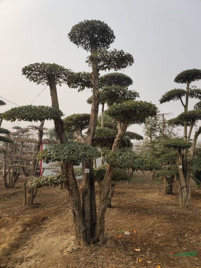 對(duì)接白蠟