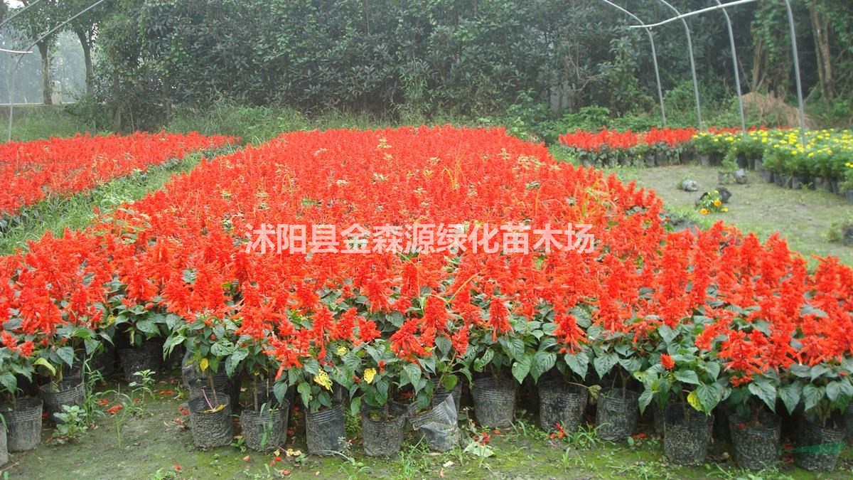 供應(yīng)一串紅 一串紅圖片 一串紅價(jià)格 一串紅產(chǎn)地