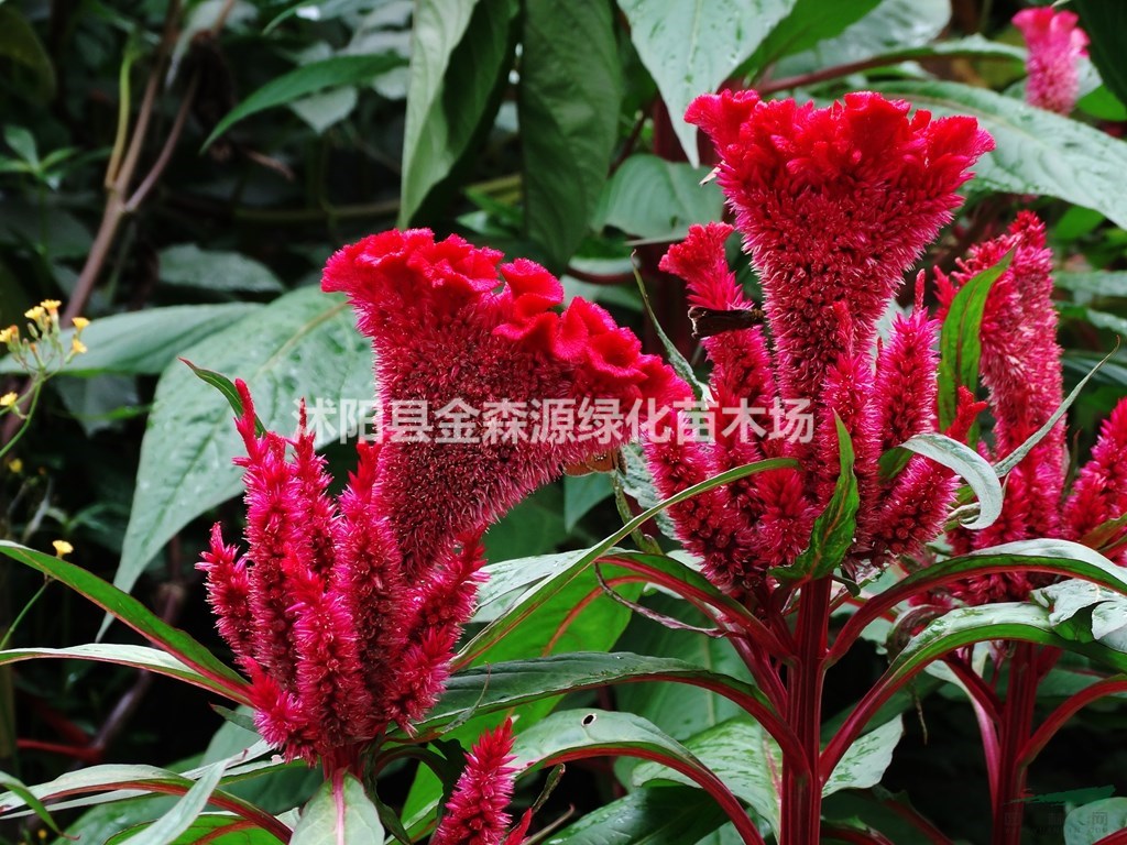 供應(yīng)雞冠花 雞冠花圖片 雞冠花價格 雞冠花產(chǎn)地