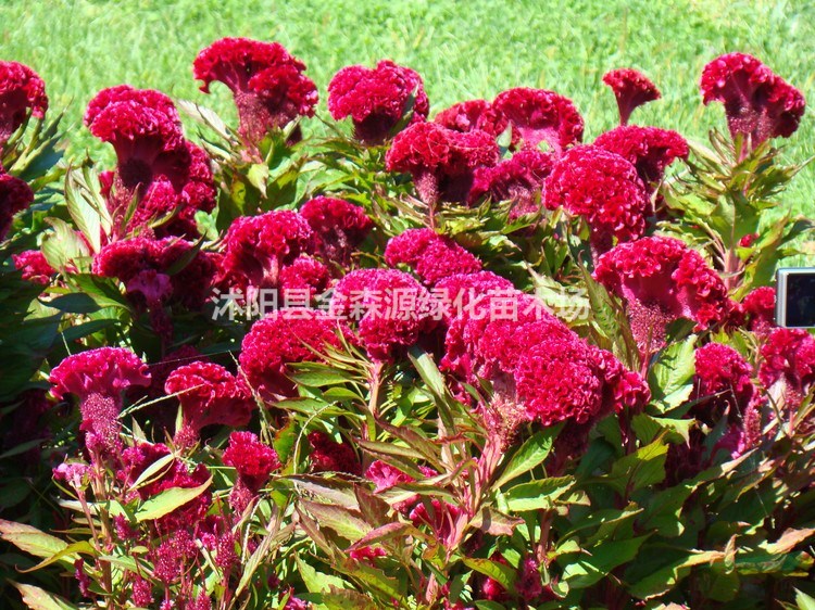 供應(yīng)雞冠花 雞冠花圖片 雞冠花價格 雞冠花產(chǎn)地