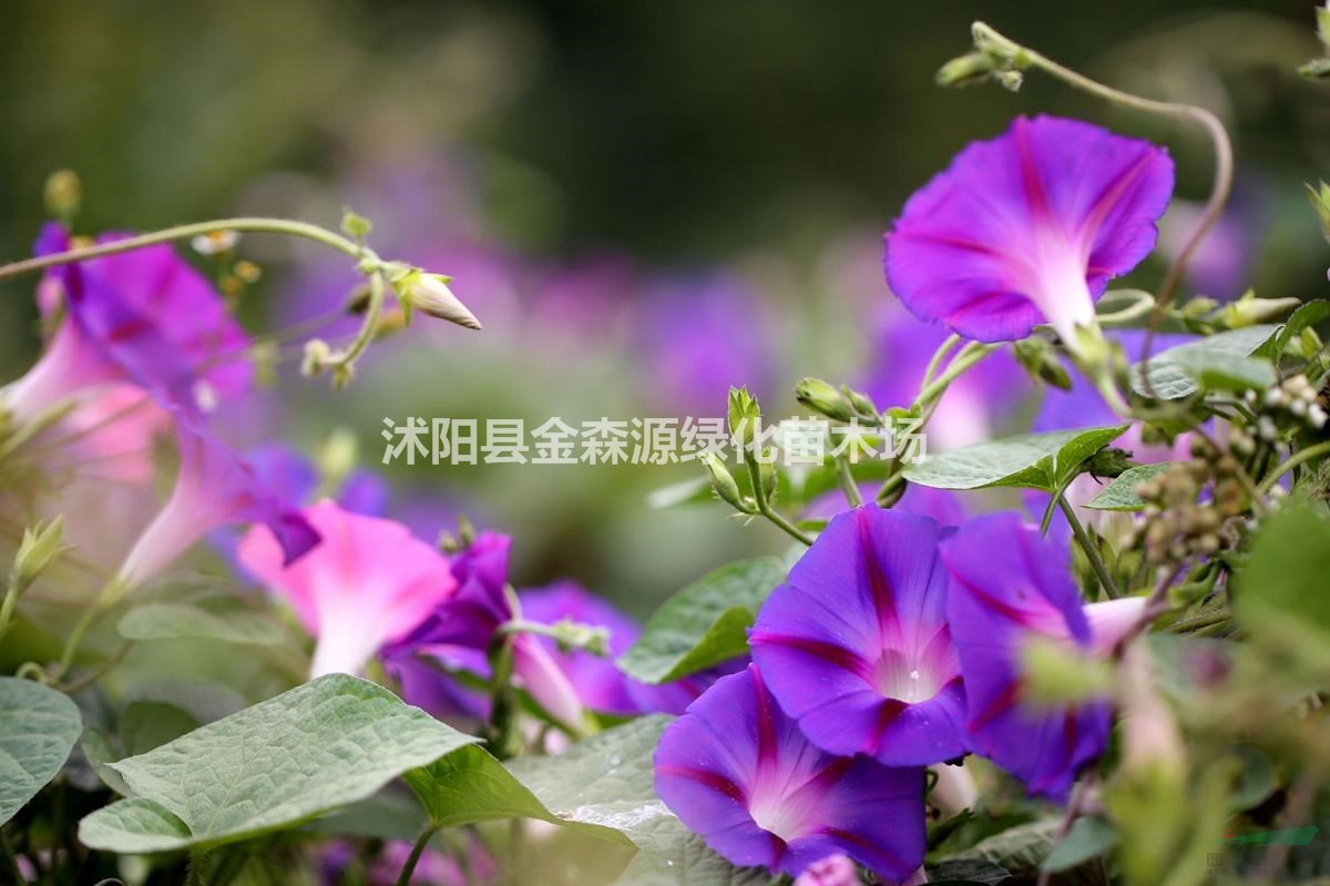 供應(yīng)牽?；?牽?；▓D片 牽?；▋r(jià)格 牽牛花產(chǎn)地