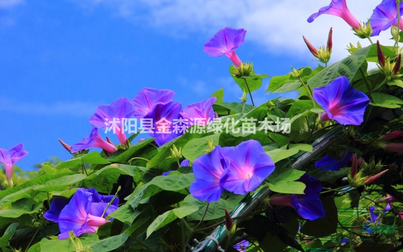 供應(yīng)牽?；?牽牛花圖片 牽?；▋r(jià)格 牽?；óa(chǎn)地