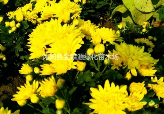 供應(yīng)國(guó)慶菊 國(guó)慶菊?qǐng)D片價(jià)格 國(guó)慶菊產(chǎn)地 紅黃色國(guó)慶菊直銷