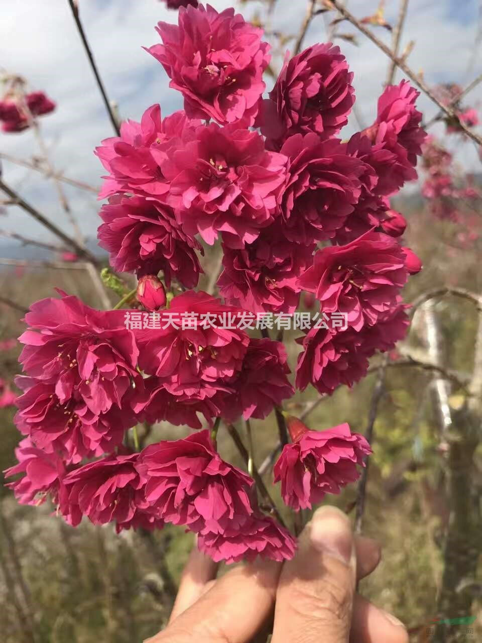 臺灣牡丹櫻（八重櫻）
