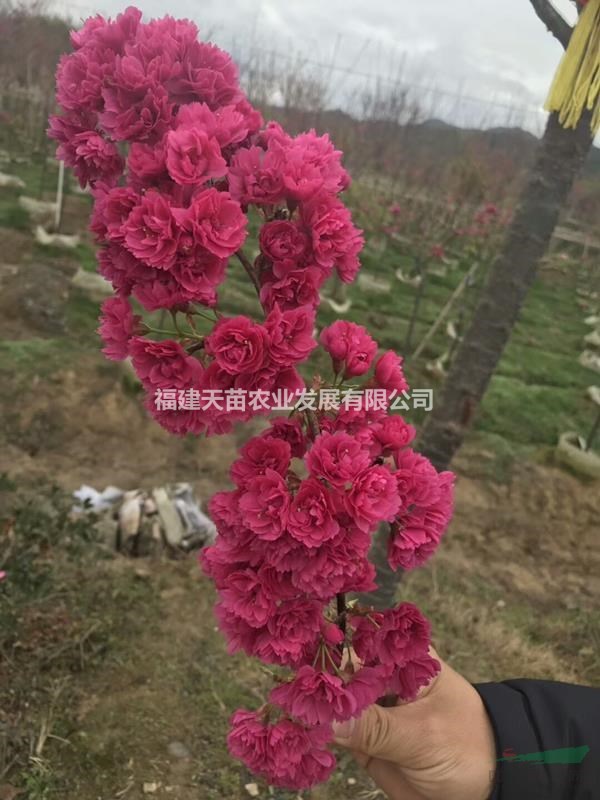 臺灣牡丹櫻（八重櫻）
