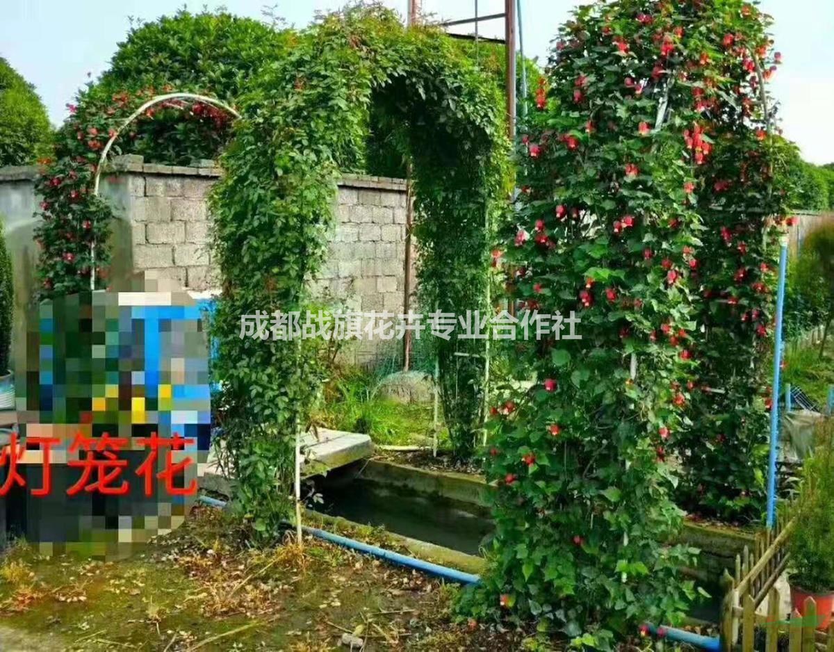 裝飾草花  365天開(kāi)花的植物   燈籠花批發(fā)