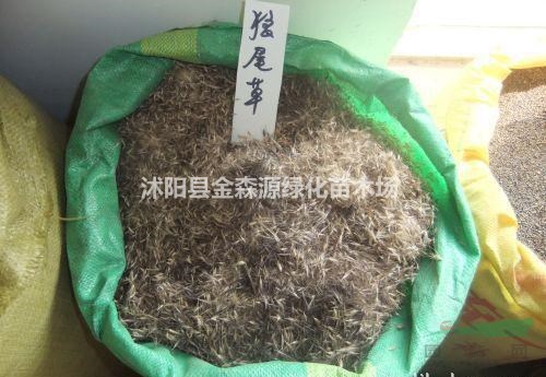 供應狼尾草 狼尾草圖片 狼尾草價格 狼尾草產(chǎn)地