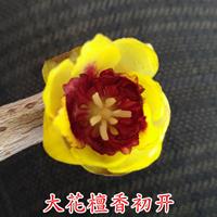 鄢陵蜡梅基地种植品种檀香腊梅浓香红心观赏盆景庭院阳台地栽腊梅
