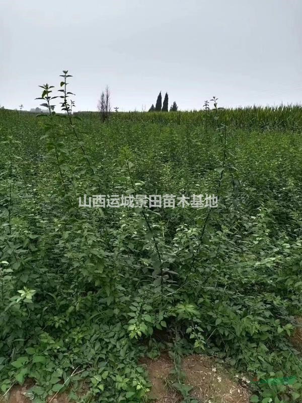 供应山西运城地区·单头连翘苗·双头连翘苗，三头连翘苗