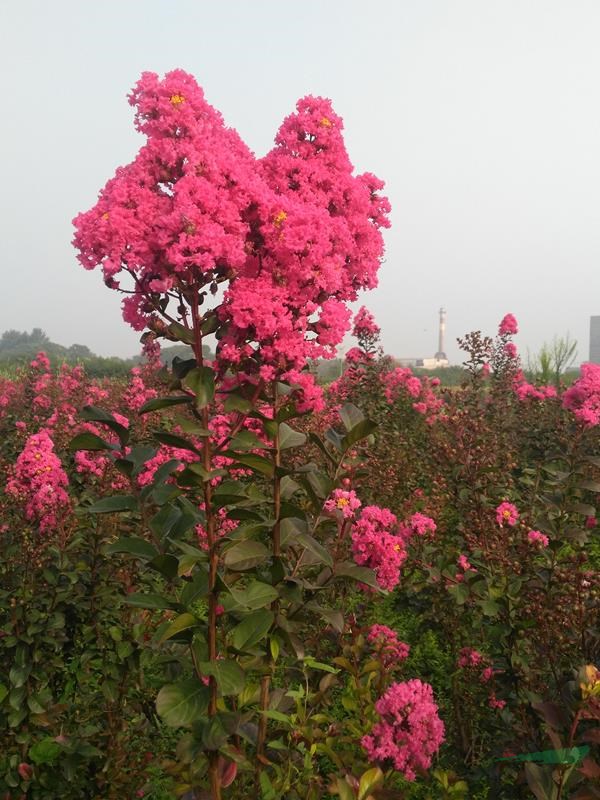 天鵝絨紫薇（又稱紅葉紫薇）