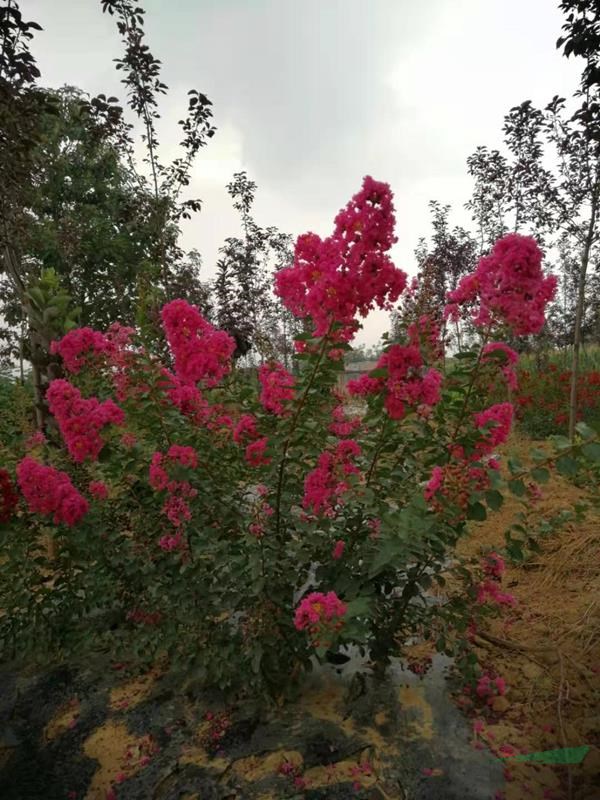天鵝絨紫薇（又稱紅葉紫薇）