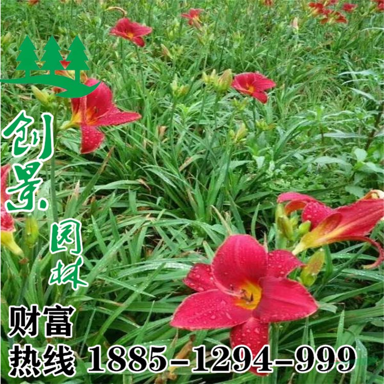 采購紅寶石萱草。 批發(fā)市場 優(yōu)質(zhì)紅寶石萱草批發(fā)價(jià)格 圖片