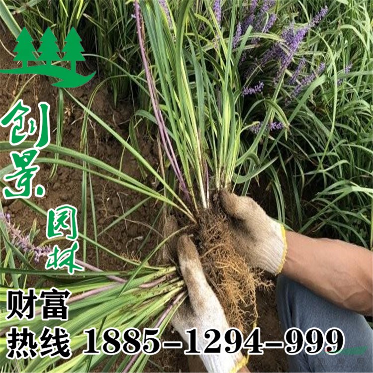 銀邊沿階草_金邊沿階草價(jià)格_沿階草求購(gòu)_沿階草圖片__