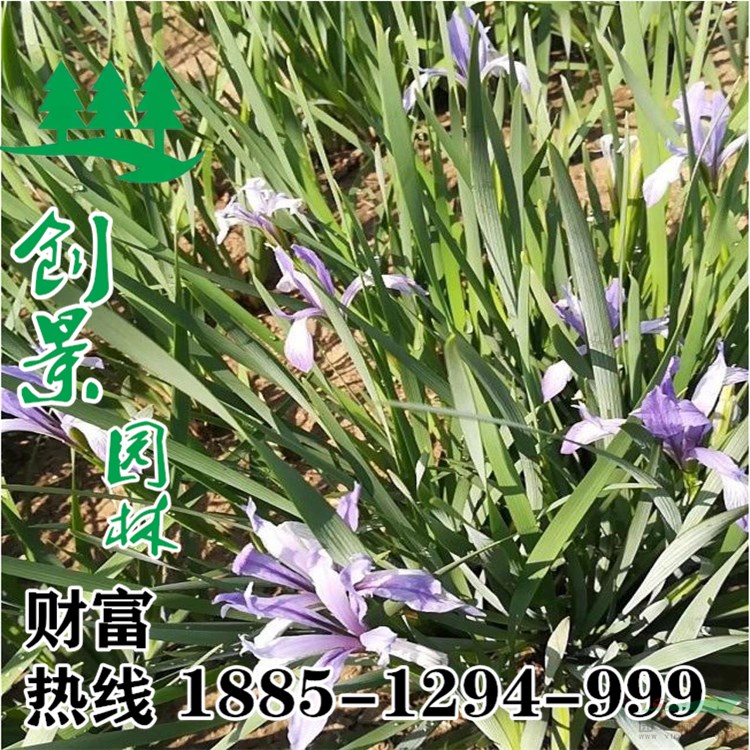 馬蘭花-批發(fā)基地-馬蘭花-苗圃直銷，馬蘭花-批發(fā)低價格