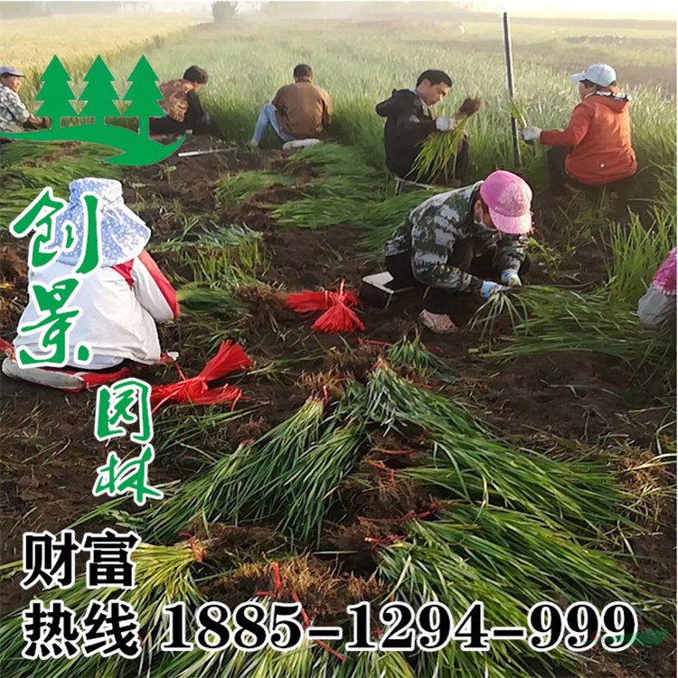 馬蘭花-批發(fā)基地-馬蘭花-苗圃直銷，馬蘭花-批發(fā)低價格