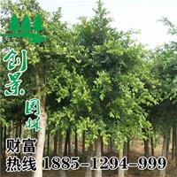 沭陽重陽木批發 優質重陽木 1-18公分 規格*