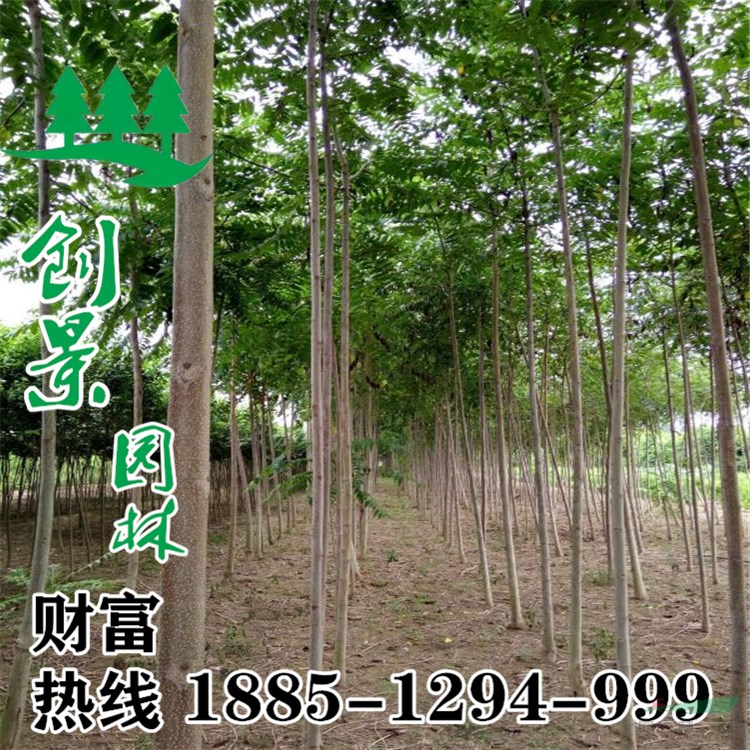 沭陽泡桐樹苗圃直銷--種植養(yǎng)護方法--8~18公分規(guī)格齊全