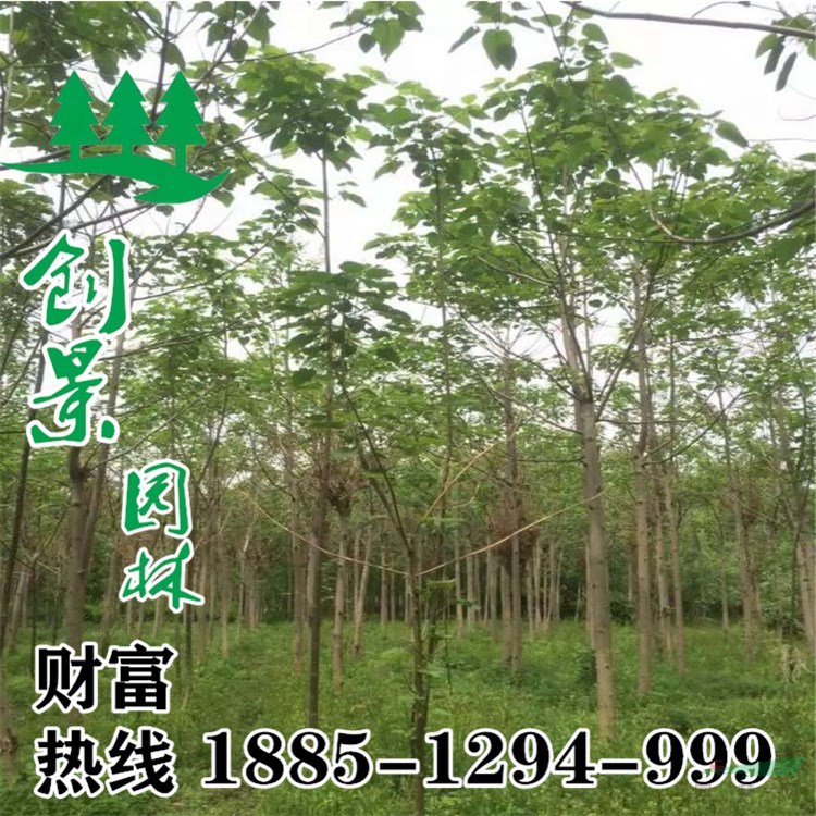 沭陽泡桐樹苗圃直銷--種植養(yǎng)護方法--8~18公分規(guī)格齊全