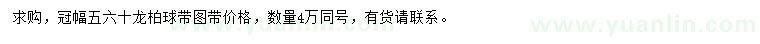 求購冠幅50-60公分龍柏球