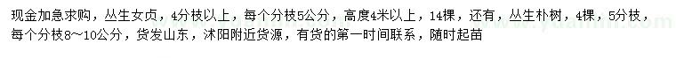 求購4分枝以上叢生女貞、5分枝叢生樸樹