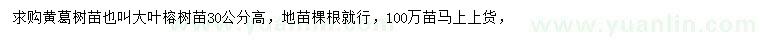 求購(gòu)高30公分黃葛樹