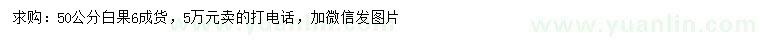 求購50-60公分白果