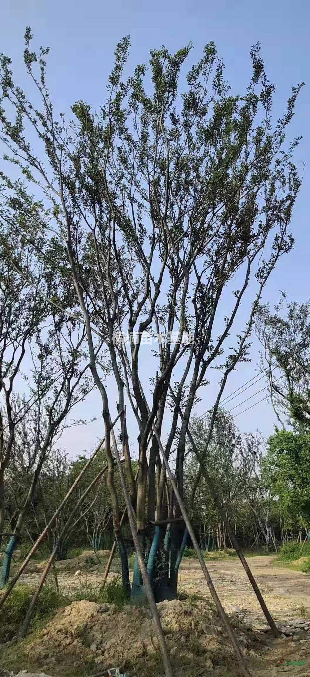 江蘇句容叢生樸樹哪里好/哪家便宜