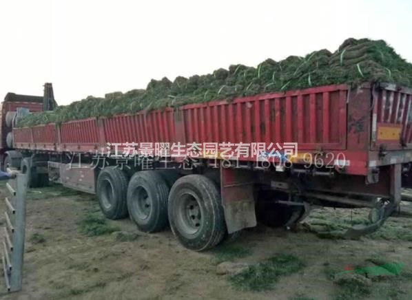 江蘇景曜生態(tài)苗木基地/供應/高羊茅/圖片/產地直銷/批發(fā)價格